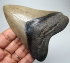 Megalodon Shark Tooth Real Fossil - 3 70    Shark Teeth - No Restorations Megladon