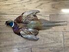 Rooster Ringneck Pheasant Full Skin 2 Wings Tail Feathers Wall Art Man Cave