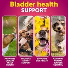 70 Soft Chews Cranberry Supplement   Bladder Control For Dogs  Urinary Tract In 