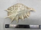 Deluxe Large Brown Faux Sea Shell Seascape Decor 10  X 7  X 4  Heavy   Beautiful