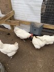 2023 Imported American Bresse Hatching Eggs  12   2 Free    All Eggs Are Npip