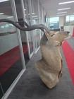 Taxidermy Animals