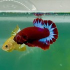 Plakat Red Fancy Hellboy Male Betta  ma08
