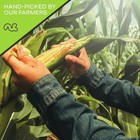 Roasted Salted Corn Nuts     Crunchy Snack Toasted Kernels Kosher Fresh Pack