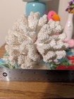 Natural Genuine White Coral Home Decor Beach Ocean Tree