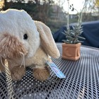 Webkinz Holland Lop Bunny  New With Sealed Code Tag  Hm632  Rare  Hard To Find