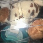 New Philips Avent Soothie Snuggle Pacifier 0m  Giraffe