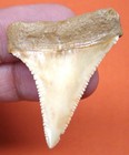 Great White Shark Tooth - 1 57 - Real Fossil - Shark Teeth - No Repairs Natural