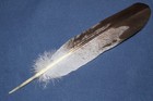 Native American Hand-painted Most Realistic Juvenile Golden Eagle Feather