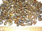 Gastropod Fossils Chalcedony Quartz Replacement Jurassic 1 2 Pound 60 Plus Piece