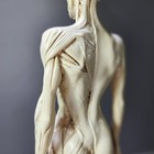 Anatomical Female Medical Model With Muscles  Semi-gloss Ivory