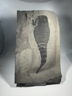 Huge 6 Inch Eurypterus Fossil Eurypterid Sea Scorpion New York