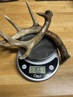 Deer Antler Dog Chews   Sold By The Pound Antlers For Dogs - Natural Organic