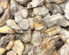 Natural Trilobite Fossils  1 Lb Clearance Lots  500 Million Year Old Arthropod 