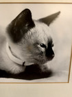 Sweet Vintage Black   White Framed Photo Portrait Young Siamese Cat Kitten
