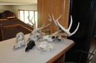 8 Unknown European Skulls Whitetail Deer Mount Taxidermy Antler Log Cabin Decor