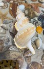 Seashell  Ranella Olearia   143mm Gem      From Greece