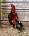 8 Pure Cobra Asil Chicken Hatching Eggs Ed Flynt Oriental Gamefowl Aseel