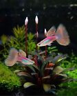 1 Trio - Live Aquarium Guppy Fish High Quality - Pink Grass Dbs - Usa Seller