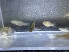 10 Pack Juvenile Green Sailfin Molly  Captive Bred  Fresh Water Live Fish