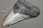 Megalodon Fossil Giant Shark Teeth Ocean No Repair 4 71  Huge Beautiful Tooth