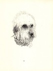 Antique Dandie Dinmont Terrier Print 1935 Wardle Art Bellmead Kennels Cfw 5764e