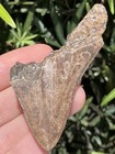 Natural Beautiful 2 92    Megalodon Tooth Fossil Shark Teeth