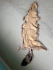 Rustic Western Coyote Fur Pelt Tanned Mount Display Taxidermy 56    Cabin Decor
