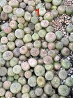 600   Seeds set Pseudolithos Migiurtinus Fresh New Seeds