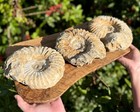 Jumbo Natural Ammonite Fossils From Morocco  6 - 7  Raw Ammonite Specimens