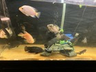 Hybrid Flowerhorn Mix With Parrot Fish Live Freshwater Fish Pack Of  2 Live Fish