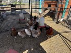 Laced Red Wyandotte Hatching Eggs 6 Pk