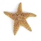 12 Large Natural Sugar Starfish Orange Seashell Rare Real Aquarium 10-12  In