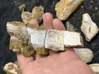 Collection Dinosaur Fossils Rib  Vert  Frill  Hell Creek Formation Sd Fossil