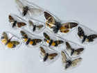 10 Cicada Beetle Real Insect Preserved Taxidermy Butterflies Dried Insect Decor