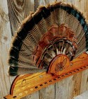 Wild Turkey 20 Gauge 19 Beards Tail Fan Holder Trophy Panel Plaque Taxidermy