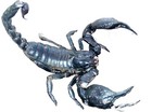 Real Rainforest Scorpion Heterometrus Swammerdami Science Education Specimen