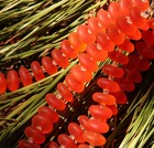 Thin Rondelle Beads  12mm  Tangerine Orange W frosted Matte Finish  14 Beads