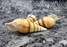 Arabian Tibia Curta Conch Brown Tan Seashell  3 Shells Approx  4  Inches 