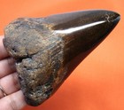 Megalodon Shark Tooth - Real Fossil - 3 88    Shark Teeth No Restorations