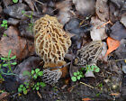 Morel Habitat Kit       Backyard Morel Mushroom Grow Kit - S Mhk
