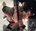 Ganz Webkinz Moose Plush Retired Hm375  Stuffed Animal Retired Chocolate Brown 