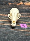 Real Grey Fox Unique Animal Mount Halloween Skull Art Craft Mountain Man Canine