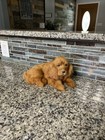 Vintage Real Fur Golden Cocker Spaniel Puppy Dog Figure Lifelike Adorable