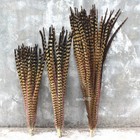 Wholesale 10 50pcs Natural Rare Pheasant Tail Feathers 12-39inches Pheasant Tail