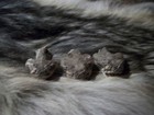 3 Real Western Stuffed Rattlesnake Heads Taxidermy Craft Man Cave Decor