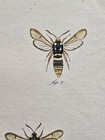 18th Century Copperplate Engraving hornets moths wasp european Sphinges e  Esper