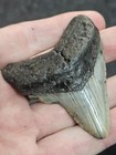 2 5 8  Authentic Prehistoric Megalodon  Fossil Shark Tooth Teeth Free Shipping 