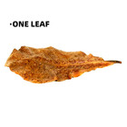 100  Indian Almond Leaves Catappa Large Xl Betta Shrimp Aquarium Leaves Usa Ship