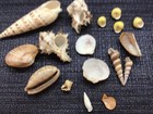 Seashell Lot Cowrie Turret Hexaplex Clam Turkey Wing Snail Beautiful Ocean